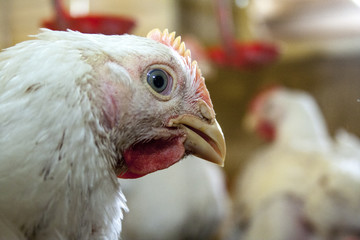 Chicken Farm, Poultry in Santa Catarina state, Brazil.