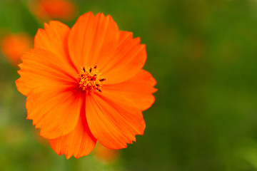 Orange flower garden kosmeya. Macro. A cosmos flower on a blurred green background. Orange flower on bokeh background. Flowering of garden flowers in summer. - Powered by Adobe