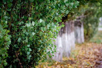Green foliage of poplar on the background of dry brown leaves on the ground in autumn_