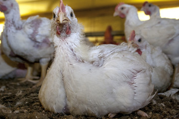 Chicken Farm, Poultry in Santa Catarina state, Brazil.
