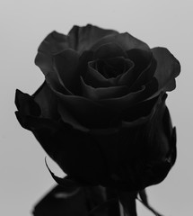 Head Of Beautiful Rose. Black And White Photo 1