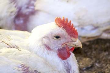 Chicken Farm, Poultry in Santa Catarina state, Brazil.