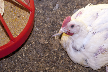 Chicken Farm, Poultry in Santa Catarina state, Brazil.