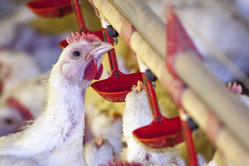 Chicken Farm, Poultry in Santa Catarina state, Brazil.