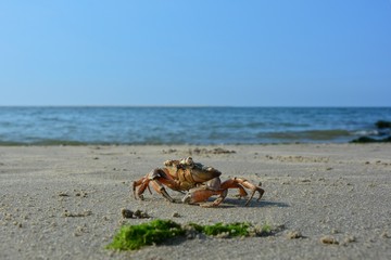 Strandkrabbe im Sand mit Muscheln , Algen . Meer und blauem Himmel im Hintergrund