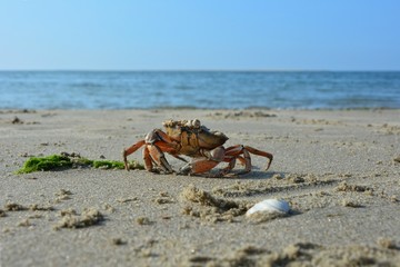 Krabbe am Sandstrand mit Muschel und Algen vor Welle mit blauem Himmel
