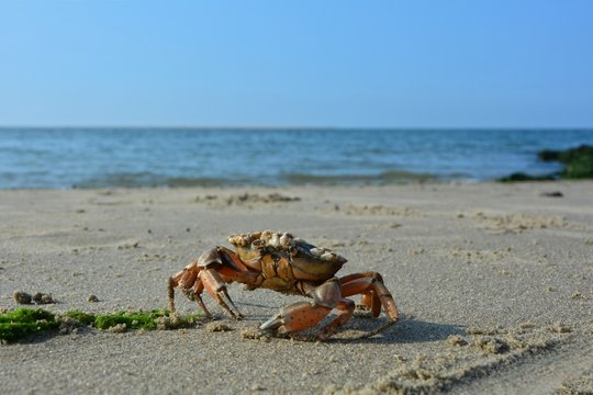 Krabbe am Sandstrand vor Welle mit blauem Himmel