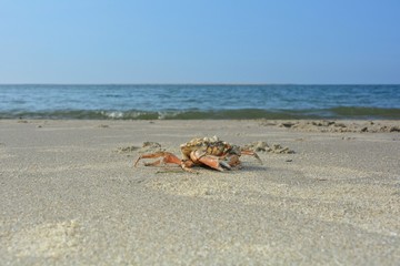 Strandkrabbe am Sandstrand vor einer Welle mit blauem Himmel