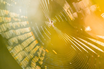 Beautiful spider web in sunshine. Macro photo. Close up