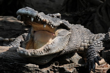 Crocodile head