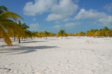 Beach palm sea tropical saand
