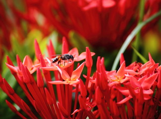 beautiful red spike flower in fresh nature