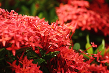 beautiful red spike flower in fresh nature