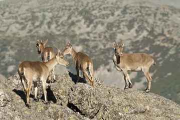 Naklejka na ściany i meble Goat Montés Ibérica, Capra pyrenaica, Iberian Ibex, Spain, on top of the rock, group