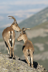 Goat Montés Ibérica, Capra pyrenaica, Iberian Ibex, Spain, on top of the rock, group