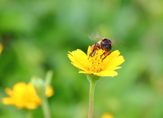 bee on beautiful fresh flower in garden