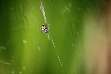 danger spider in fresh nature insect in wildlife
