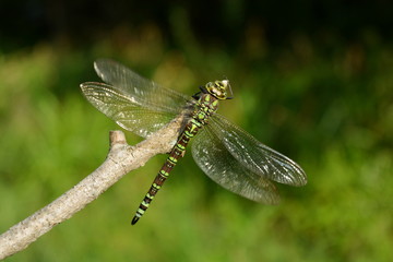Big beautiful dragonfly sitting on a dry branch