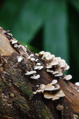 mushroom herb and vegetarian in fresh forest