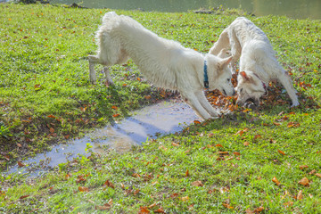Two big white dogs are happy to be playing around a puddle. It's a nice and sunny day.