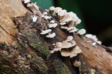 mushroom herb and vegetarian in fresh forest