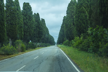 The highway between beautiful green pine tree forest 