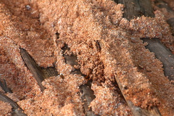 many termite eat old wooden in nature