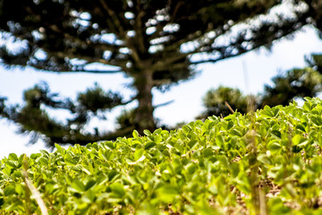Araucaria tree and Soy field on farm in Santa Catarina State, South of Brazil