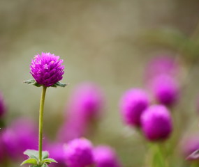 beautiful globe amaranth flower fresh in nature