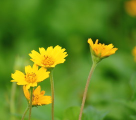 beautiful singapore dailsy flowers fresh in garden