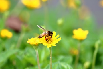 bee on beautiful fresh flower in garden
