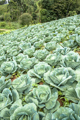Fototapeta na wymiar Cabbage field in Brazil