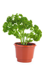 Fresh green curly parsley grow in brown plastic pot