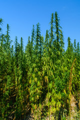 Field of the medical cannabis plant on summer