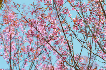 Wild Himalayan Cherry Blossoms in spring season (Prunus cerasoides), Sakura in Thailand, selective focus, Phu Lom Lo, Loei, Thailand.