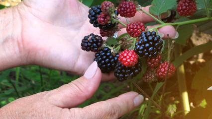 Female hand harvests ripe blackberries in the garden or vegetable garden. Gardening, harvesting