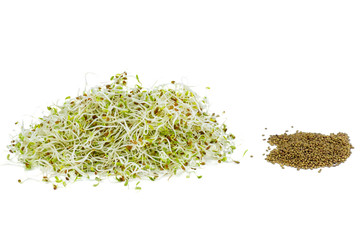 Alfalfa sprouts background