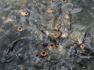 group of hungry carp inside a pond