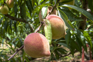 Bunch of Peaches hanging from a branch
