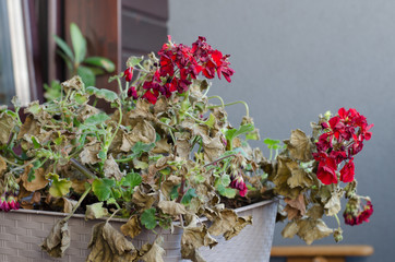 Half-Dead and shriveled plant Pelargonuim, in a plastic pot, on the balcony. Plant after no care,...