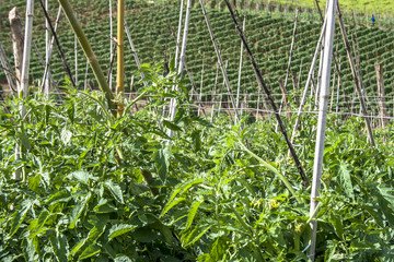 Green tomatoes on field