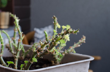 Plant Pelargonuim restores after bad care. No water and no sunshine. Pelargonuim grow after winter.