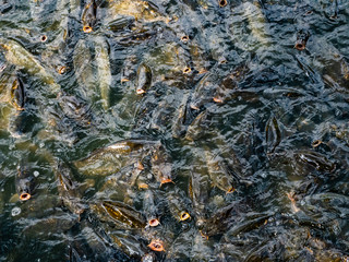 group of hungry carp inside a pond