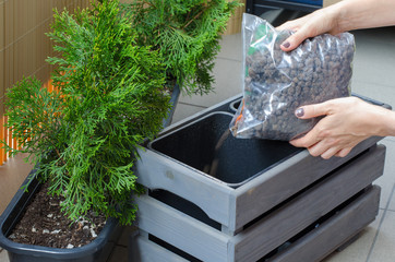 Woman gardener transplanting Thuja tree in a new wooden pot on the balcony. Close up. Put drainage to pot.