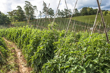 Green tomatoes on field