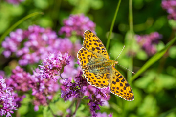 Queen of Spain fritillary
