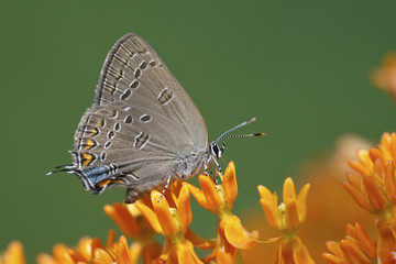 Edwards' Hairstreak nectaring on butterfly weed