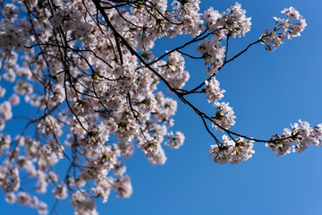 오사카 꽃 3 (Flower of Osaka 3)