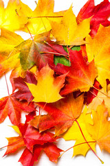 Autumn leaves on white Background, flat lay. Heap of Colorful Marple leaves, studio image