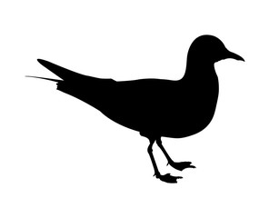 Vector silhouette of seagull – sea bird isolated on a white background